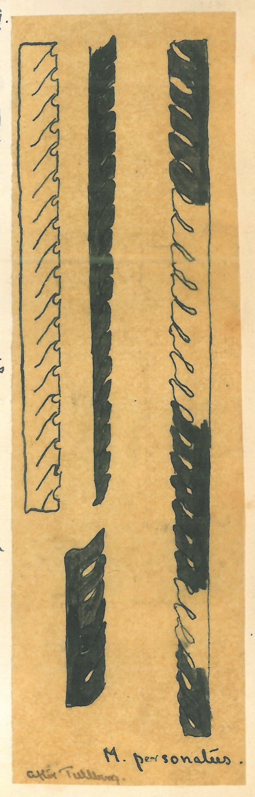 Ink sketch of the fossils called graptolite. They are long and thin with ridges.