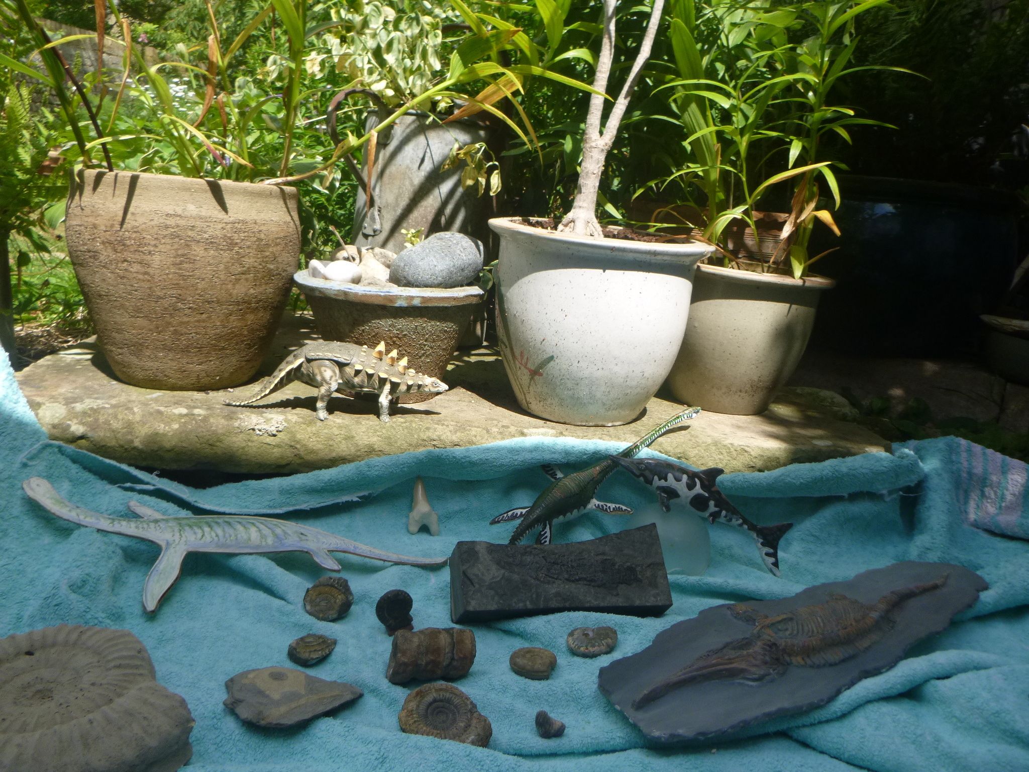 Duria Antiquior recreated outdoors using fossil, dinosaur toys, fabric and pot plants.