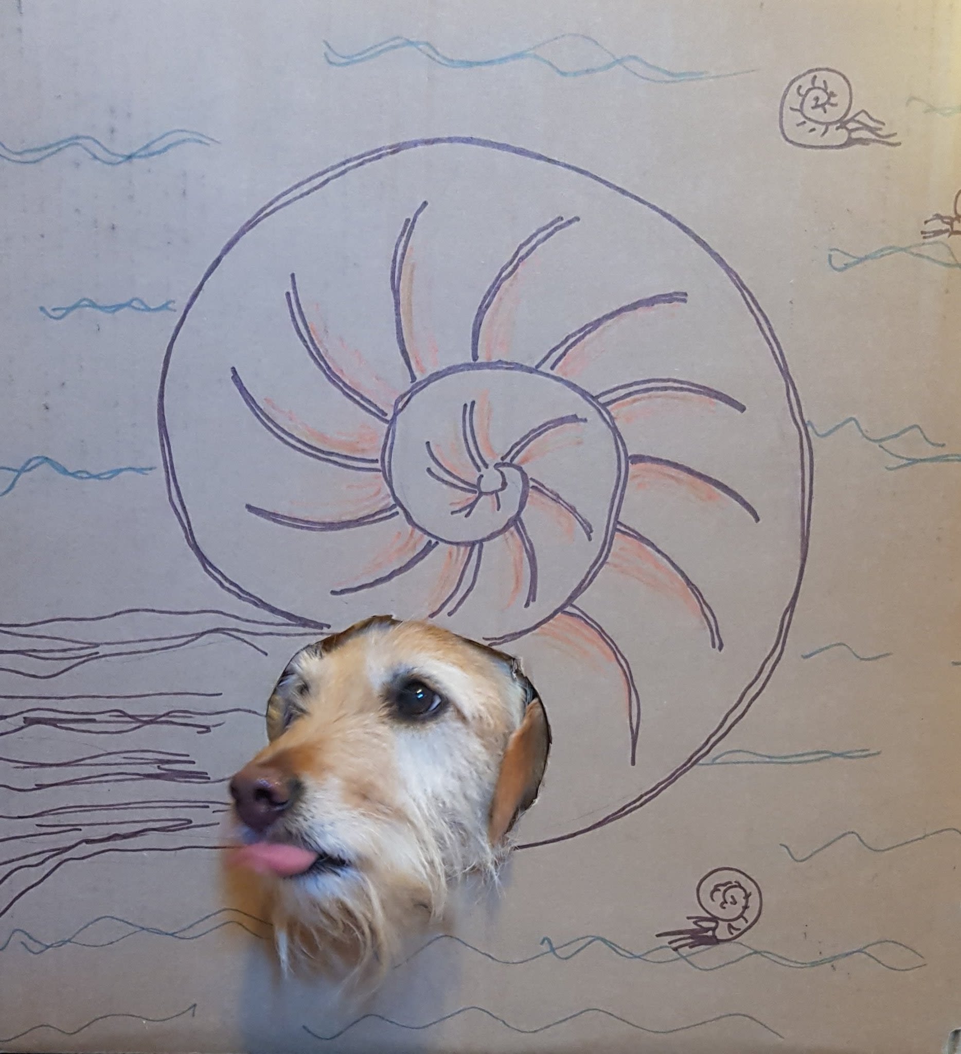 Ammonite shell drawn on carboard with a hole cut out where the ammonite's head would be. A dog is putting its head through the hole