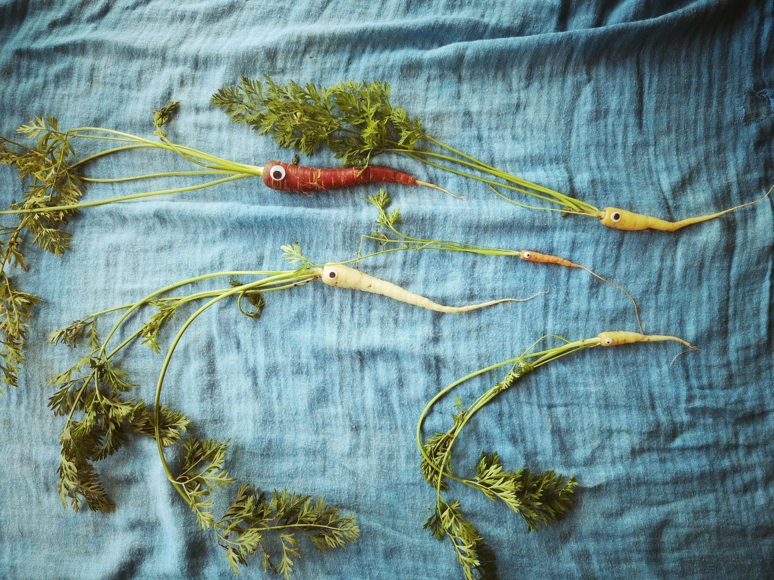 Belemnites created using home-grown carrots and googly eyes