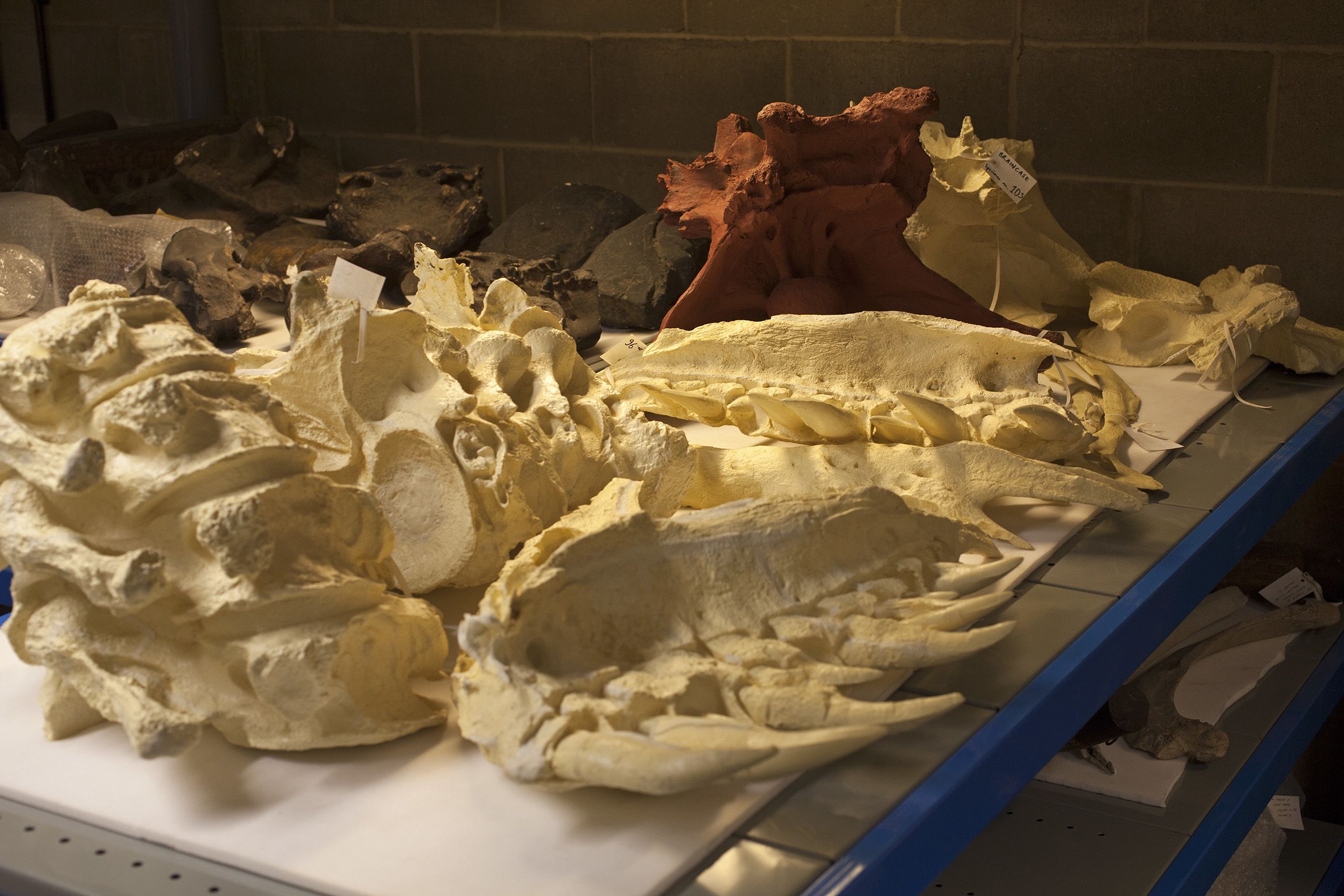 An image of the museum stored showing some of the unpainted full-size casts of some of 'Stan's' skull bones
