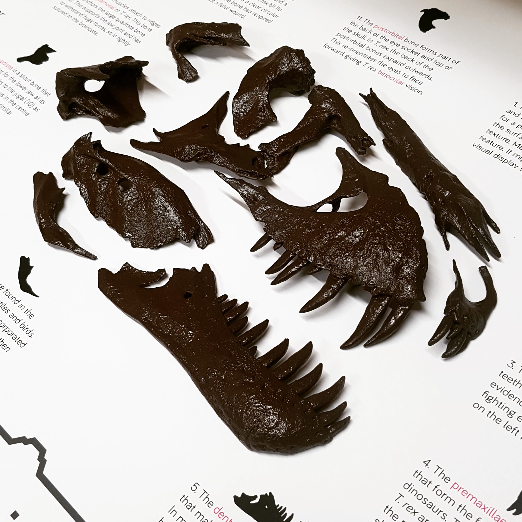 An image from the original display in the museum, which includes some 1:6 replica bones from the skull of 'Stan'