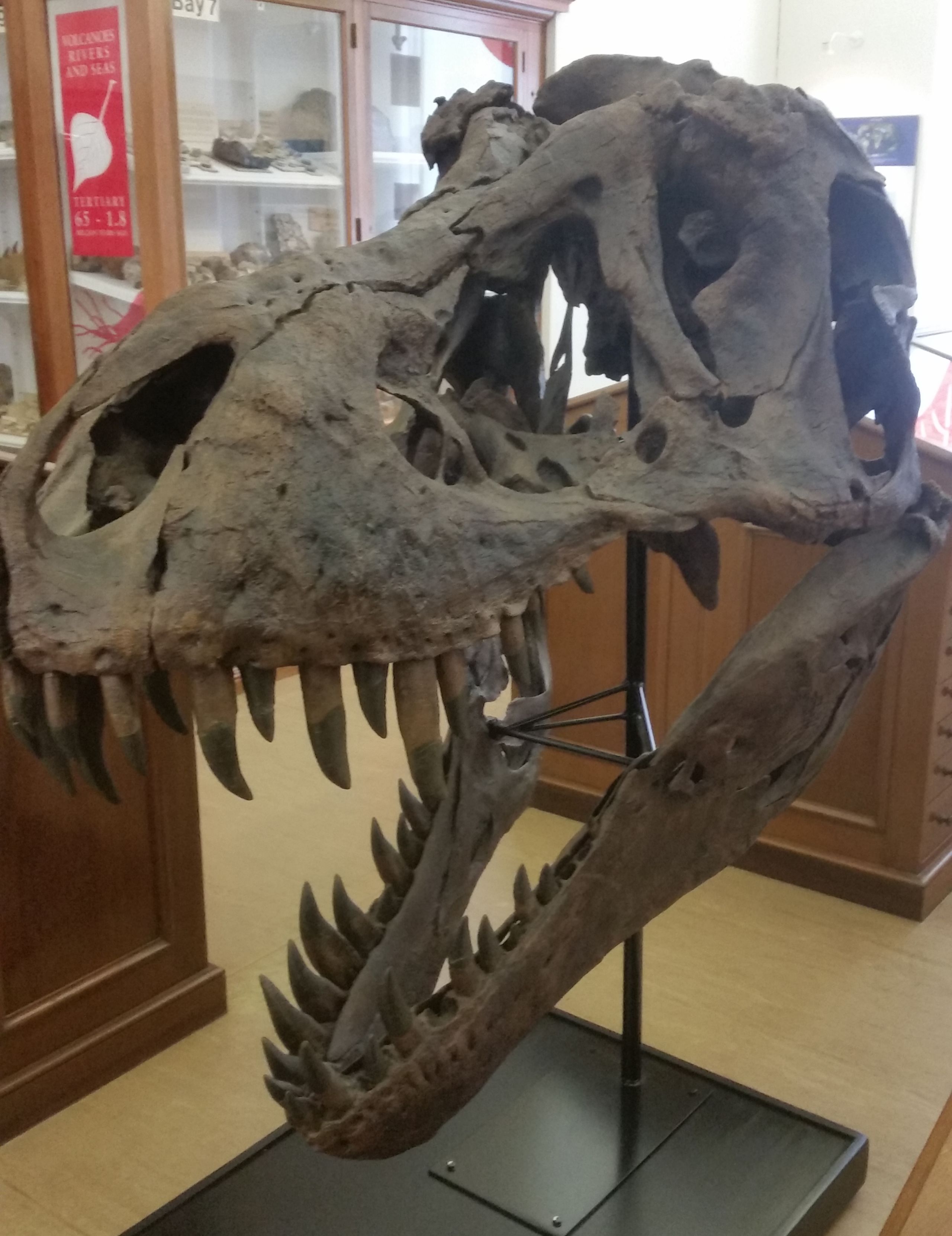 An image of one of the museum's replica skulls of 'Stan' in the museum galleries