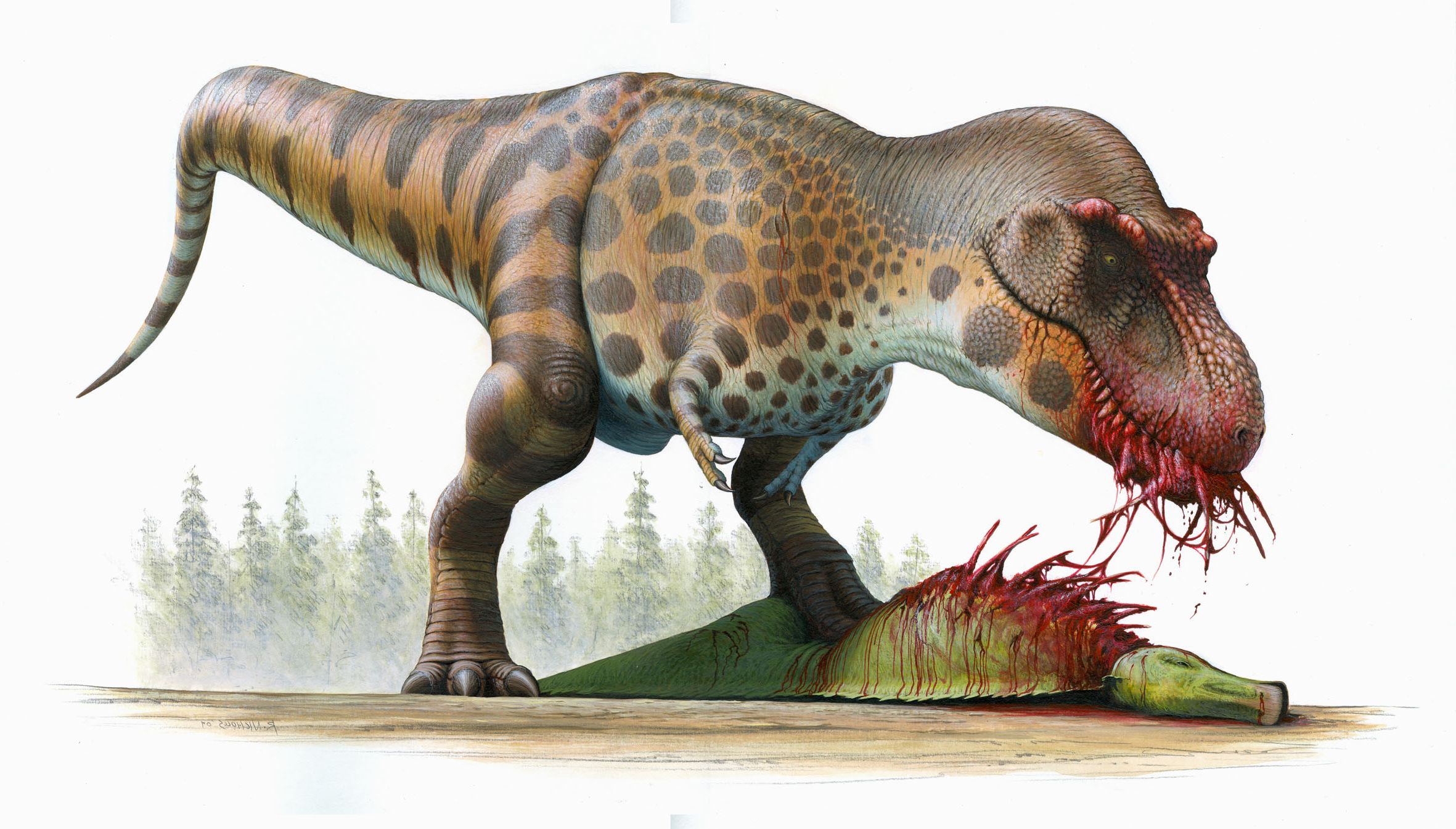 Tyrannosaurus rex reconstuction by artist Bob Nicholls. The T rex looms over its latest kill - A hadrosaur.