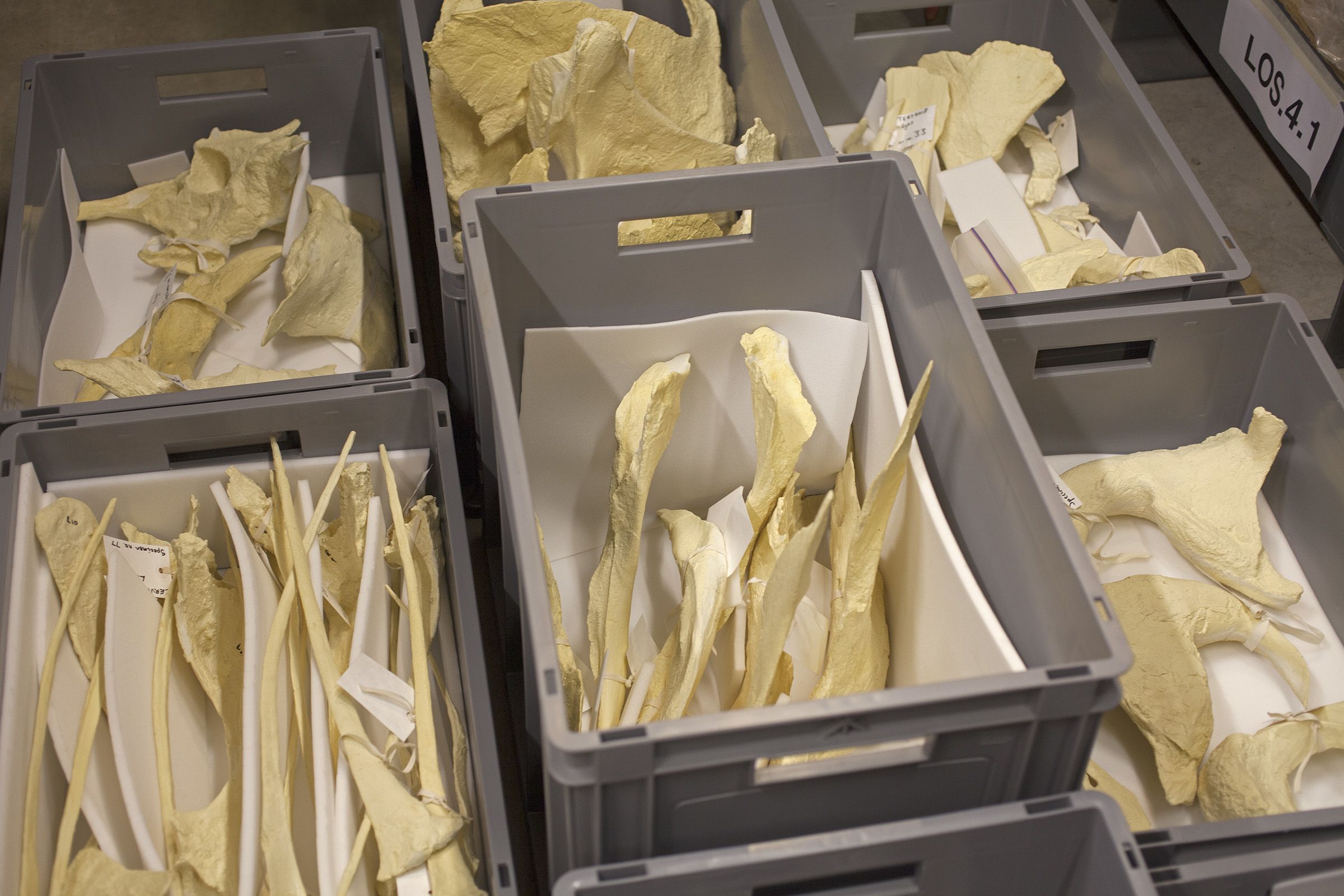 Large plastic boxes holding numerous unpainted casts of individual bones from 'Stan'.
