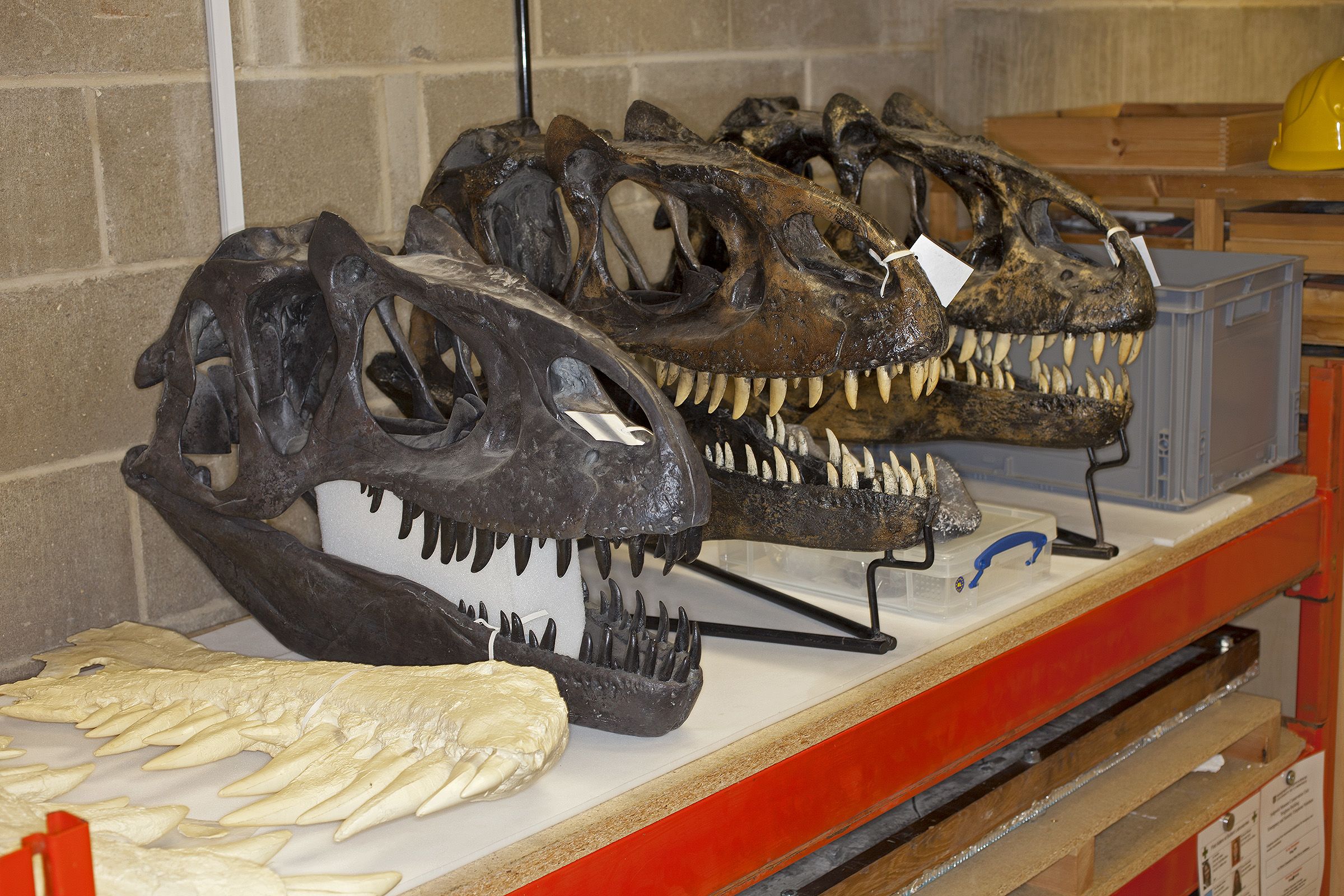 Three casts of an Allosaurus skull in the museum store