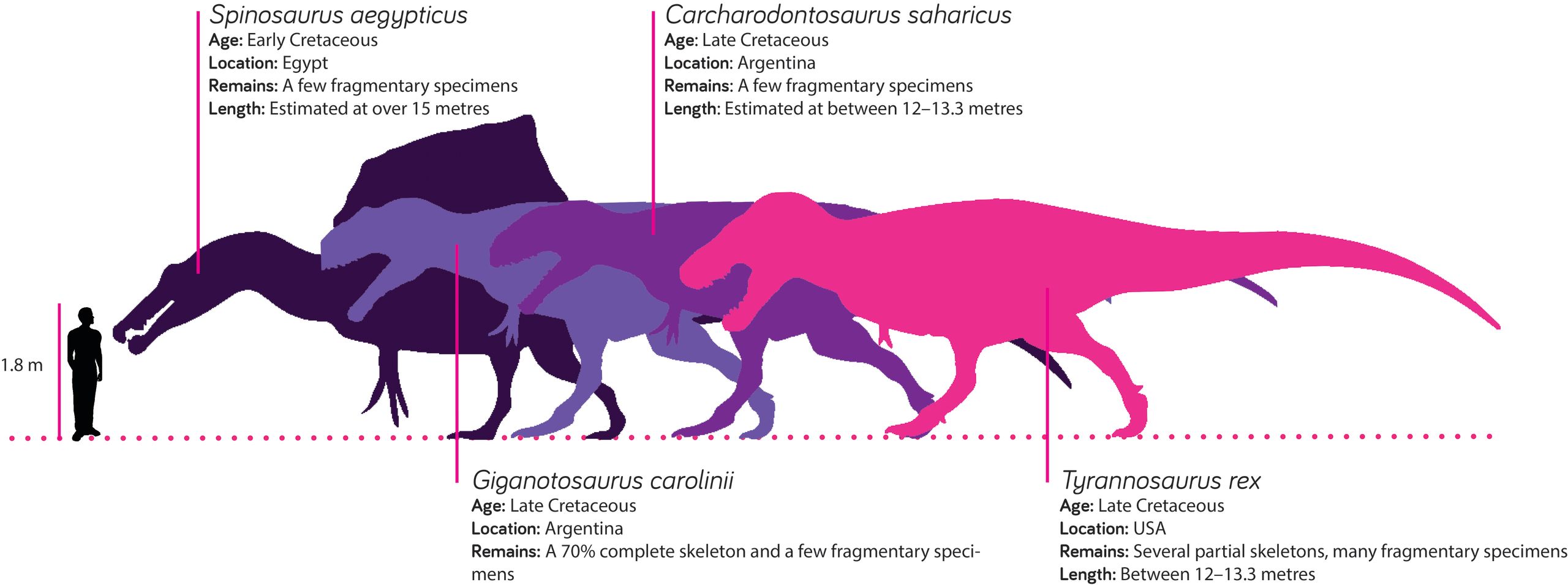 Silhouettes of Tyrannosaurus, Spinosaurus, Giganotosaurus and Carharodontosaurus for size comparison. A silhouette of a 1.8m tall human stands to the left