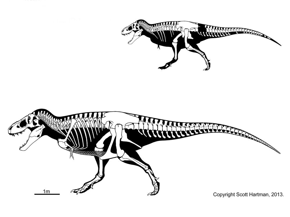 Diagram of the known remains and complete skeleton of 'Stan'