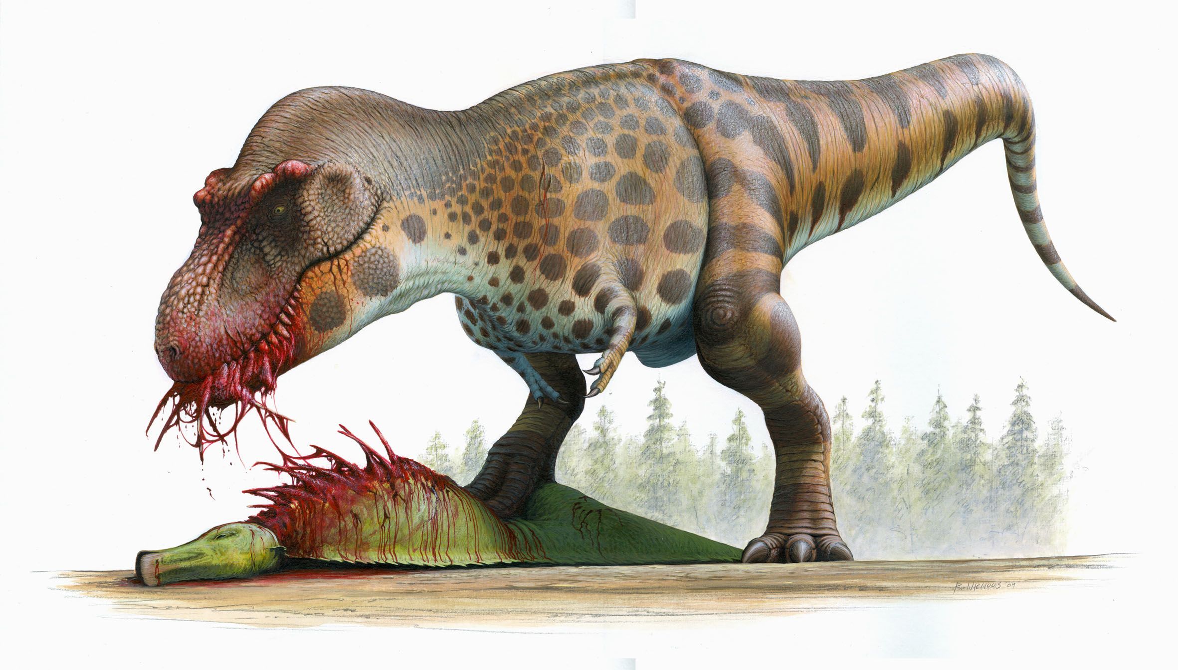 Tyrannosaurus rex reconstuction by artist Bob Nicholls. The T rex looms over its latest kill - A hadrosaur.